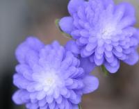 Full double deep purple flowers